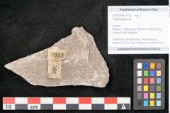 Foto (Objekt + Etikett) von Trigonocarpus sp.  (NHMW-GEO-2024-0188-11152)